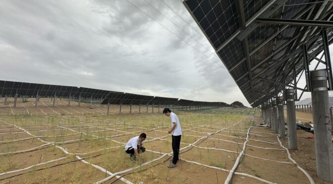 Proyectos de energía solar fotovoltaica impulsan la restauración ecológica en los desiertos del norte de China